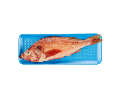 Ocean Perch
