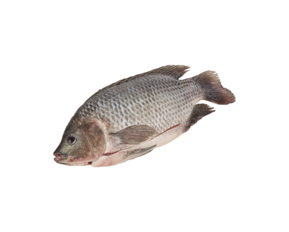 Fresh Tilapia