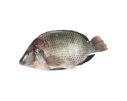Live Tilapia