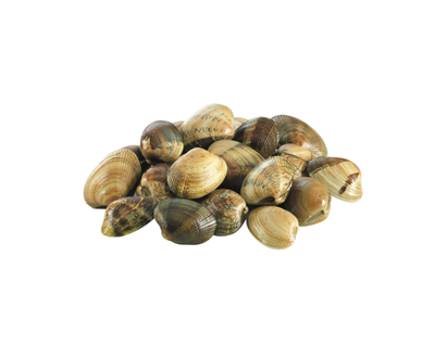 Live Manila Clams