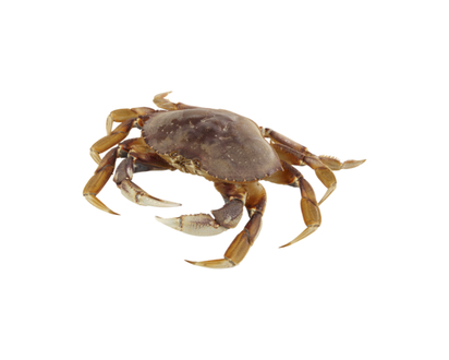 Live Large Dungeness Crab