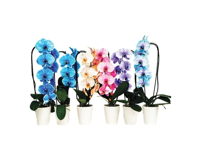 Gem Infused Orchid, 5-Inch - 1.0 EA