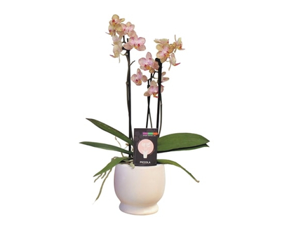 Multiflora Orchid, 3.5-inch - 1.0 EA