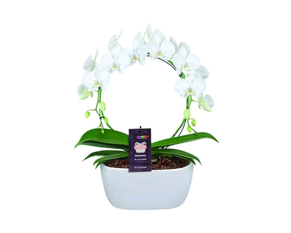 Infinity Circle Orchid, 8 Inch - 1.0 EA