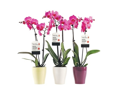 Phalaenopsis Orchid in 5-inch Ceramic Pot - 1.0 EA