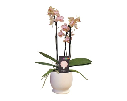 Multiflora Orchid, 3.5-inch - 1.0 EA
