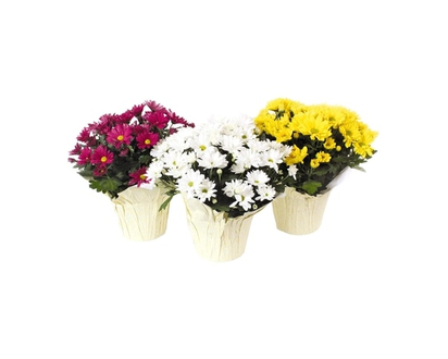 Chrysanthemum, 6-inch - 1.0 EA