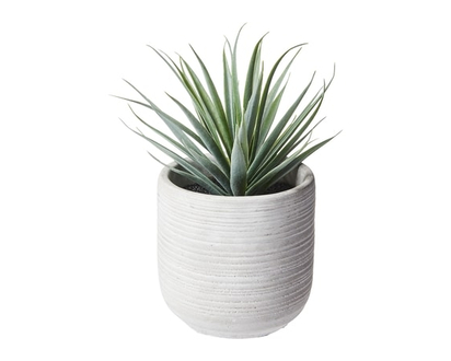 Life at Home Lh Succulente En Pot - 1.0 EA