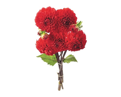 Other Control Brand-Div Fresh Cut Dahlias, 5 stem - 1.0 EA