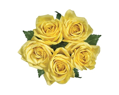 President's Choice Kenyan Roses, 5 Stem - 1.0 EA