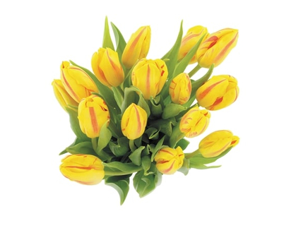 President's Choice More-Than-A-Dozen Tulips, Assorted, 15 Stem - 1.0 EA