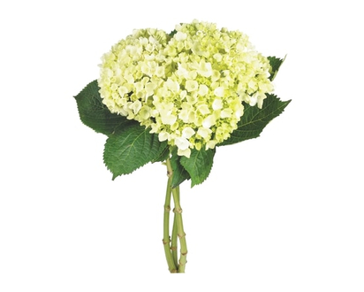 President's Choice Hydrangea bunch - 1.0 EA