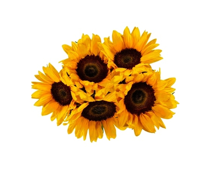 President's Choice Fresh Cut Sunflowers, 5 stem - 1.0 EA