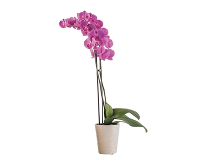 le Choix du Président Orchidee 5 pouches - 1.0 EA