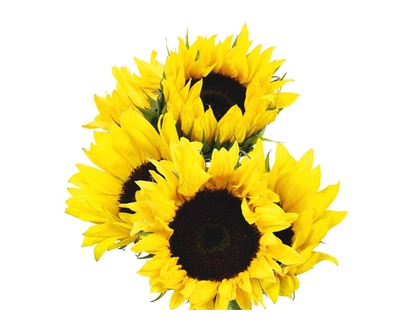 President's Choice Sunflower 5 Stem - 1.0 EA