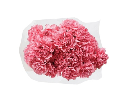 le Choix du Président Bouquet floral d’œillets - 1.0 EA