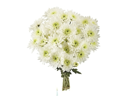le Choix du Président Bouquet de chrysanthèmes - 1.0 EA
