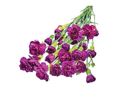 Market Bunch Mini Carnations - 1.0 EA