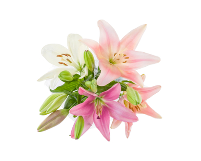Market Bunch Asiatic Lilies - 1.0 EA
