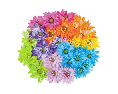 President's Choice Colour Pop Daisies - 1.0 EA
