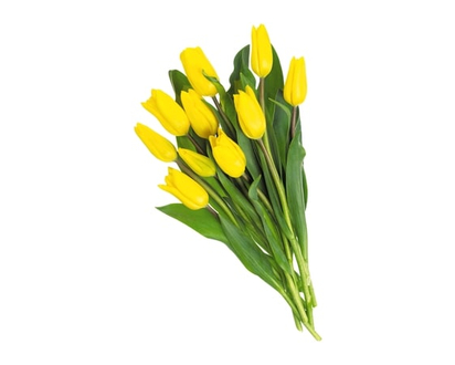 President's Choice Tulips, 10 stem - 1.0 EA