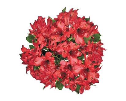 President's Choice Alstroemeria bunch - 1.0 EA