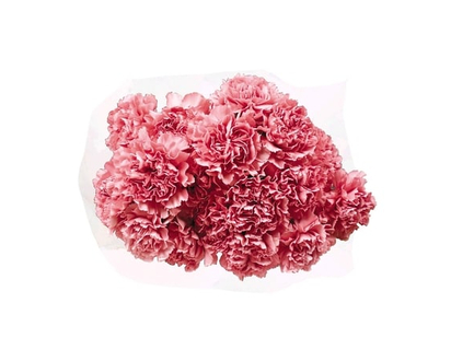 President's Choice Carnation bunch - 1.0 EA