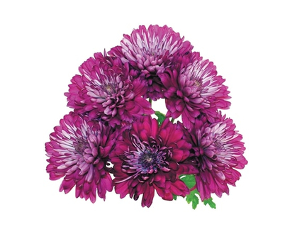 President's Choice Disbud bunch - 1.0 EA