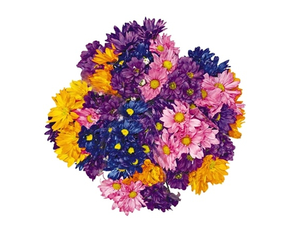 President's Choice Colour Pop Daisies - 1.0 EA