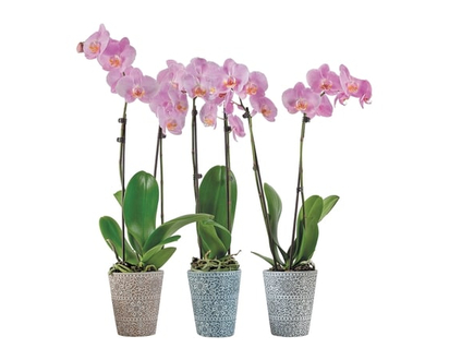 President's Choice Phalaenopsis Orchid in 5-inch ceramic pot - 1.0 EA
