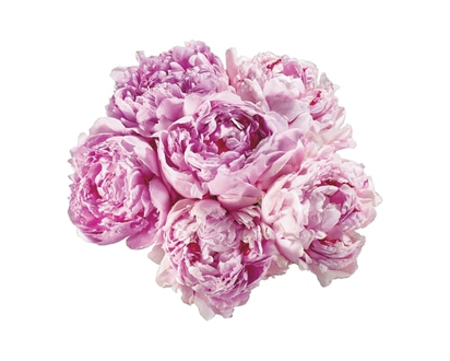 Peonies 7 stem - 1.0 EA