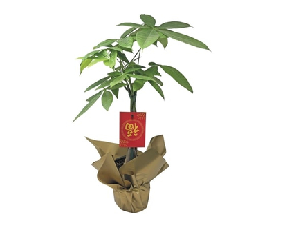 4.5-inch Money Tree - 1.0 EA