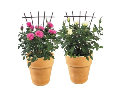 Mini Rose in Upgraded Pot - 1.0 EA