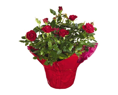 Mini Rose, 4-inch - 1.0 EA
