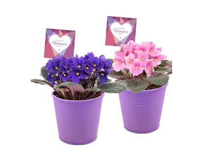 Violette africaine dans un pot en fer - 1.0 EA