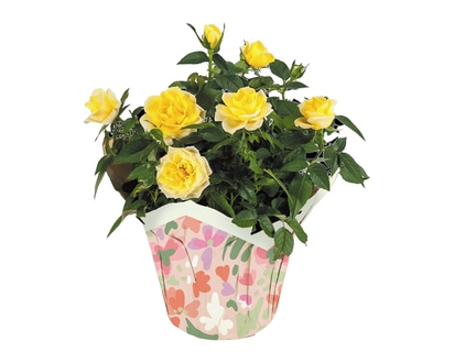 Mini rose dans un cache-pot, 6 pouces - 1.0 EA