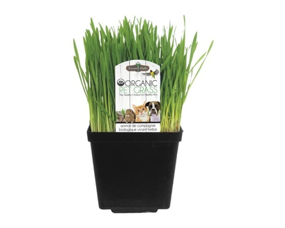 Organic Cat Grass - 1.0 EA
