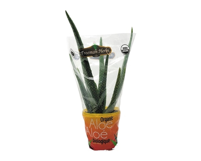 Aloe Vera - 1.0 EA