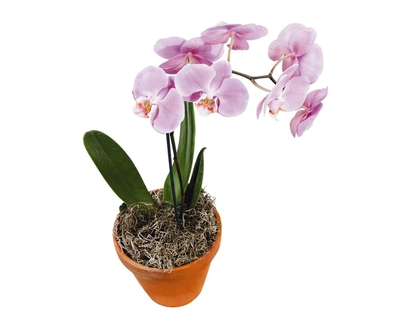 Orchid, 4 Inches - 1.0 EA