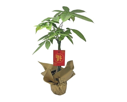 5-inch Money Tree - 1.0 EA