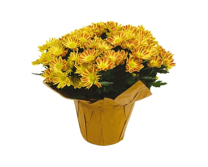 Chrysanthemum 6-inch - 1.0 EA