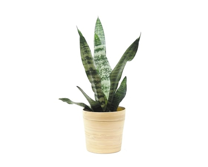 Premium Tropical Plants In 6-inch Pots - 1.0 EA