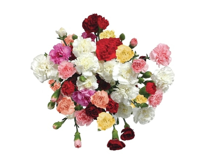 Rainbow Carnation Bunch - 1.0 EA