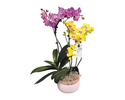 Orchid Waterfall Planter, Duo - 1.0 EA