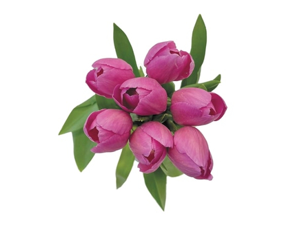 Tulip - 1.0 EA