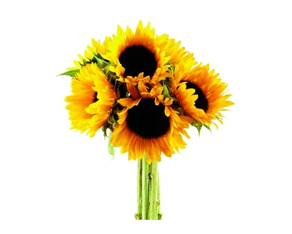 Sunflower Bunch - 1.0 EA