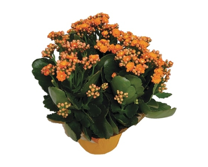 Westbrook Floral Kalanchoe 6 Inch - 1.0 EA