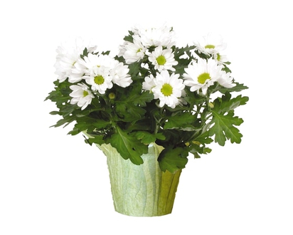 Chrysanthemum 6-inch - 1.0 EA