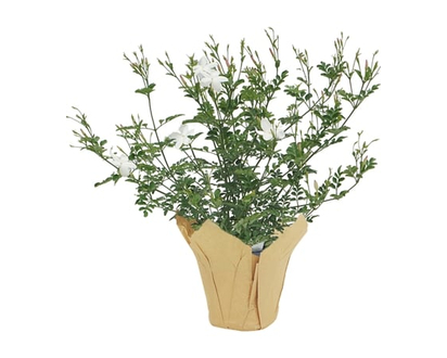 Un-Branded Jasmine 6-inch - 1.0 EA