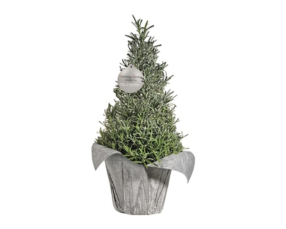 Lavender Tree - 1.0 EA